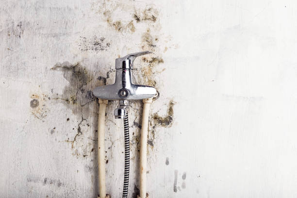 Best Emergency Mold Remediation in Eatonton, GA