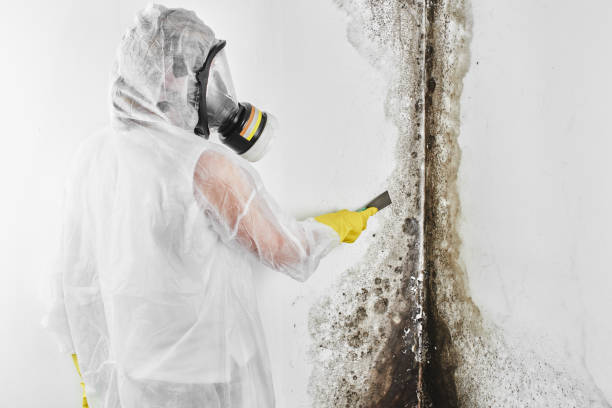 Best DIY Mold Remediation Support Services in Eatonton, GA